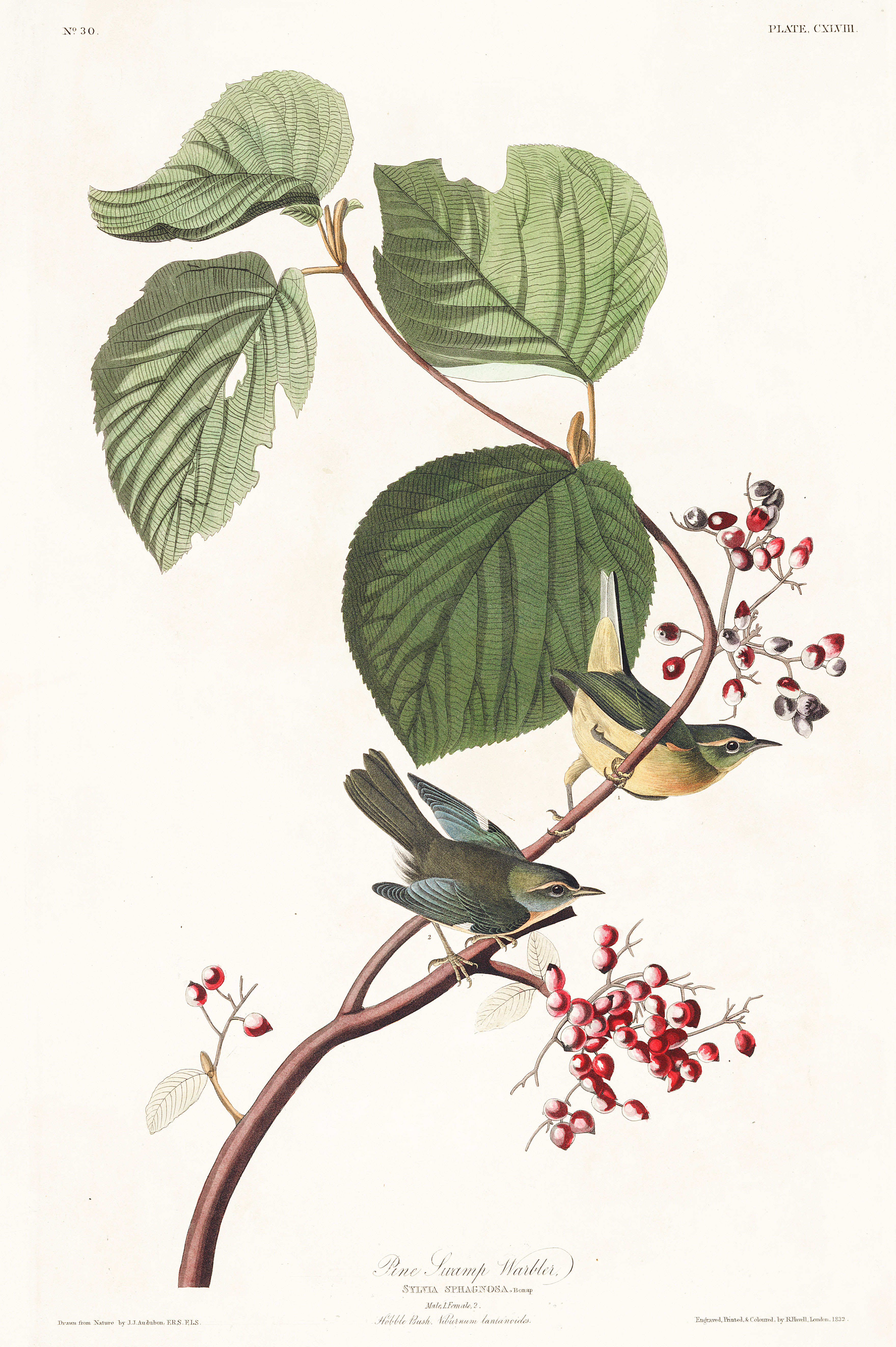 plate-148-pine-swamp-warbler-287.jpg (3518×5288) | Birds of america