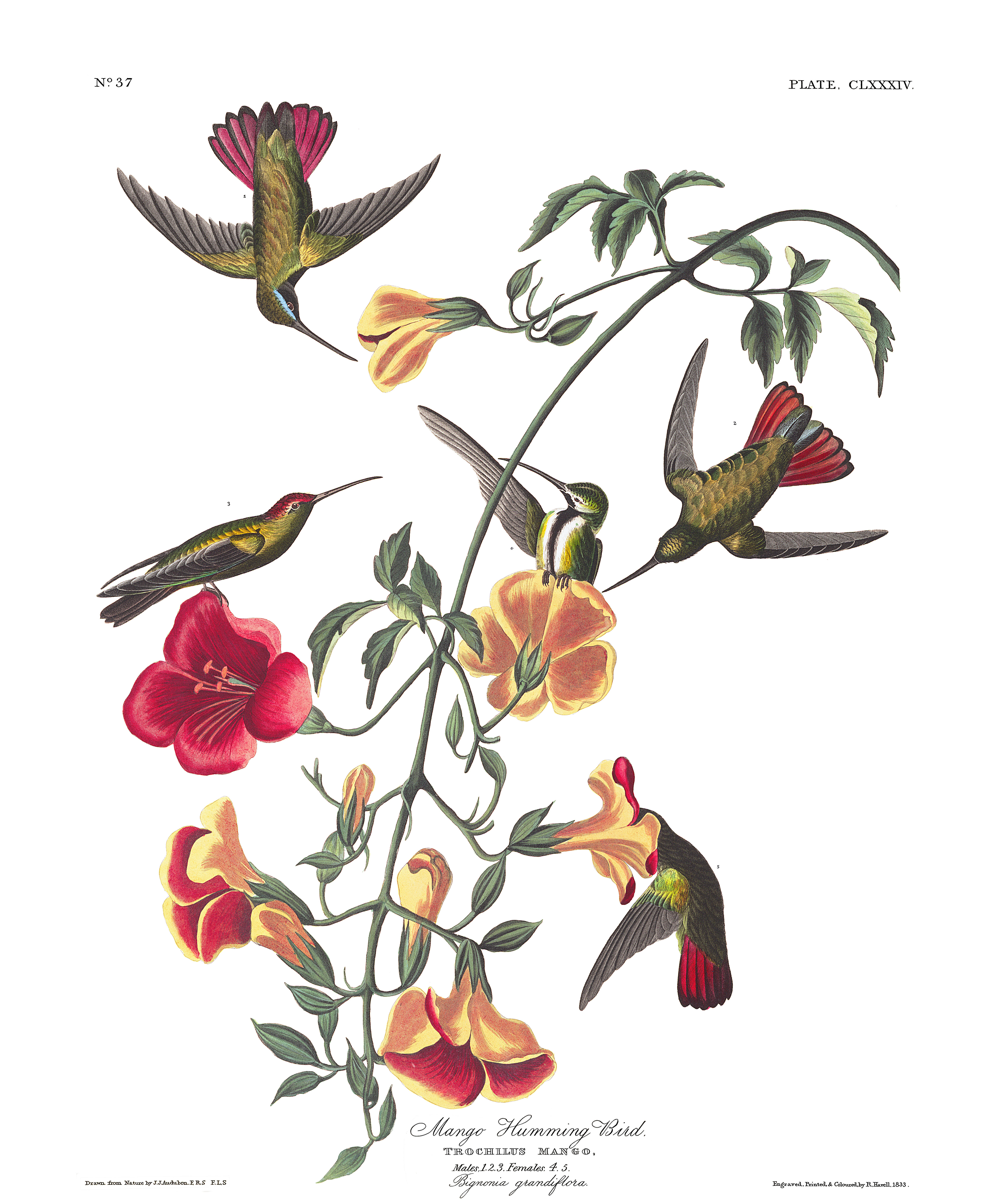 Mango Hummingbird John James Audubon's Birds of America