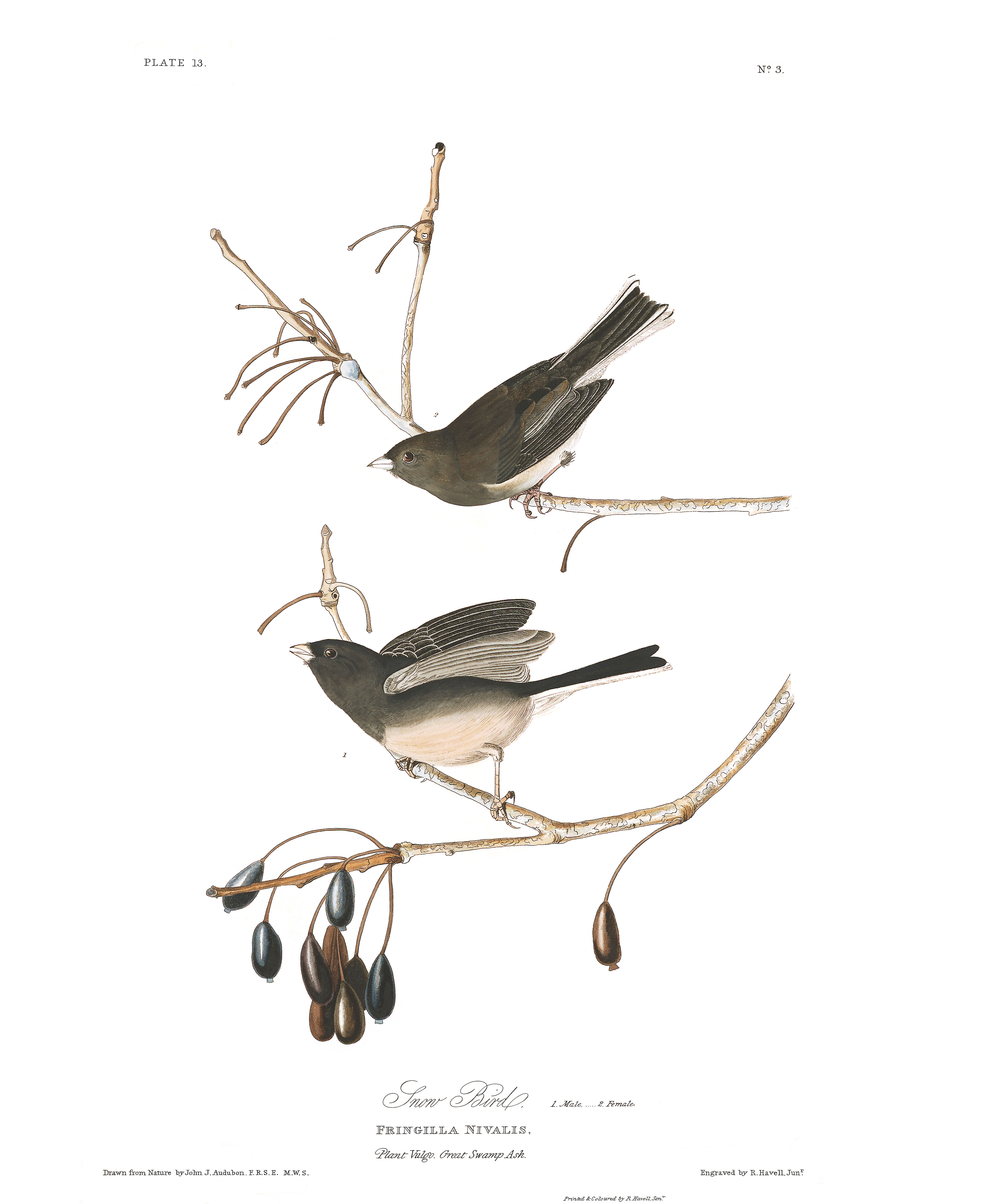 snow bird john james audubon s birds of america